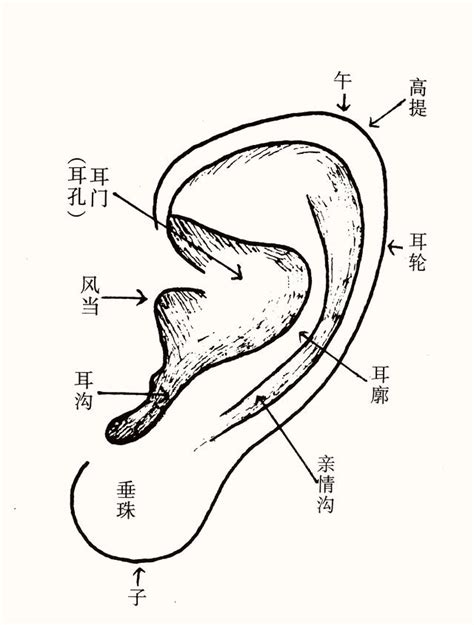 耳朵貼腦女人|【面相】 耳朵看相:常見的十種女性耳相